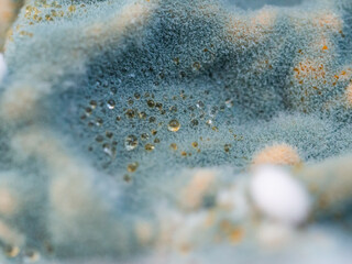 Mold close-up macro. Abstract background blue white.