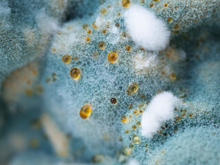 Mold close-up macro. Abstract background blue white.