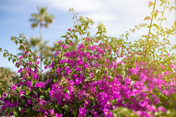 Obraz na płótnie Canvas Bright branch of red bougainvillea flowers on a blue sky background, nature texture background, flowering time, place for text