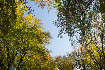 The golden branches of autumn trees reach up to the sky