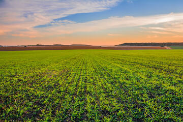 Green field of young wheat sprouts, harvesting in the fields on the horizon and sky in sunset colors