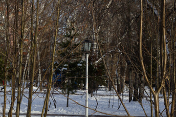 forest in winter