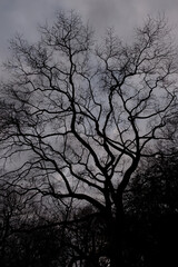 恐怖を感じる異様な木の影 The shadow of a strange tree that feels scared