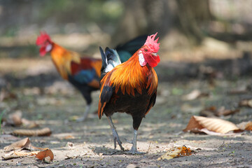 Bantam, a traditional Thai chicken taking a walk during the day