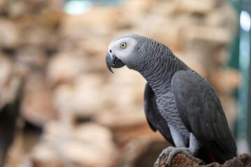 Timneh African Gray Parrot standing on a rock
