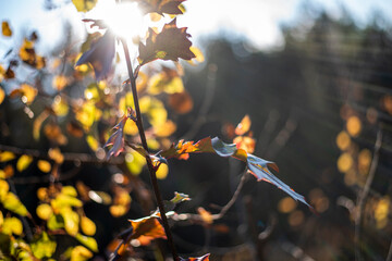 autumn photos, autumn backgrounds for social networks, instagram, facebook