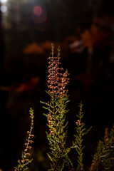 autumn photos, autumn backgrounds for social networks, instagram, facebook