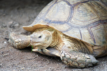 Naklejka premium Close up of a giant tortoise and it's looking at the camera. 