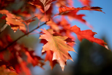autumn photos, autumn backgrounds for social networks, instagram, facebook