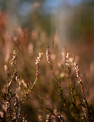 Wild heather, blur in the background, nature