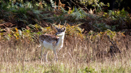 Fallow deer close up photo. Young deer in autumn forest, colorful leaves, dry grass. Colorful wildlife photo, copy space. 