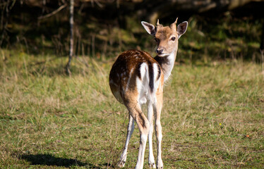 Close up photo of Fallow Deer. Young deer eating dry grass on a field. Animals in wild. Fauna of Europe. 