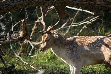 Deer in autumn forest. Wild animal in nature. Fauna of the Netherlands. 