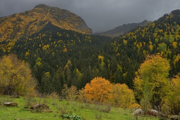 Forest in mountains