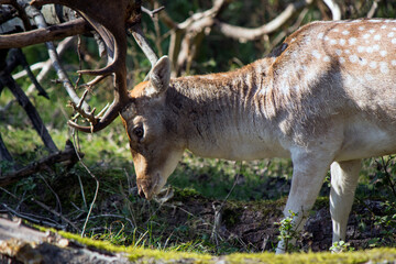 Deer in autumn forest. Wild animal in nature. Fauna of the Netherlands. 