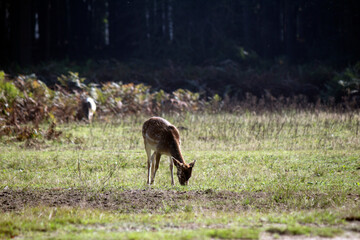 Close up photo of Fallow Deer. Young deer eating dry grass on a field. Animals in wild. Fauna of Europe. 