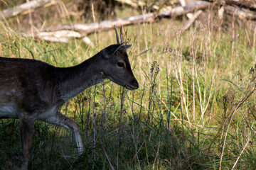 Close up photo of Fallow Deer. Young deer eating dry grass on a field. Animals in wild. Fauna of Europe. 