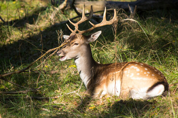Close up photo of fallow deer with big horns. Wildlife picture. Male deer in a forest. Nature of Europe. 