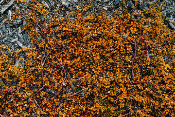 Vibrant-yellow Dwarf birches (Bétula nána) in colorful autumn tundra, selective focus. Tundra...