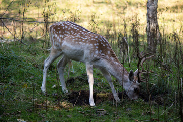 Naklejka na ściany i meble Fallow deer in autumn forest. Cute deer walking through woods. Fauna of the Netherlands. Wild animal close up photo. 