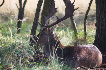 Close up photo of fallow deer with big horns. Wildlife picture. Male deer in a forest. Nature of Europe. 