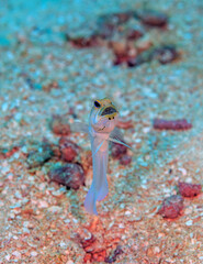 yellowhead jawfish ,Opistognathus aurifrons