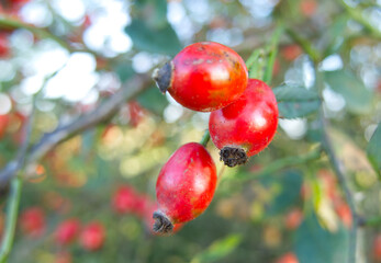 Bright red rosehips growing on a wild rose bush in autumn