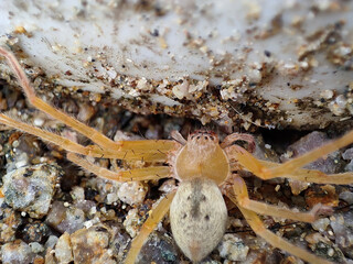 Closeup shot of a brown recluse spider on the soil