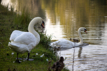 Two white mute swans on a lake. Calm water, beautiful reflections. Warm evening in a park. Birds of Europe. 