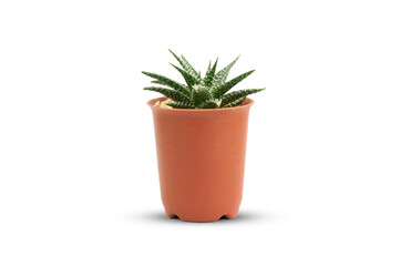 Cactus on white background isolate