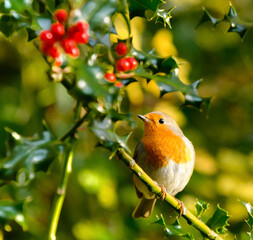 Adorable Robin Redbreast bird on a holly tree