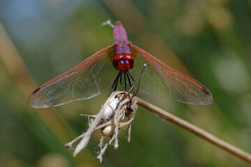 Male Violet Dropwing (Trithemis annulata) on a branch