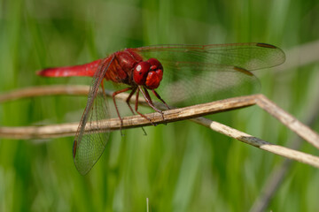 Male Scarlet dragonfly (Crocothemis erythraea) on a branch