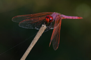 Male Violet Dropwing (Trithemis annulata) on a branch