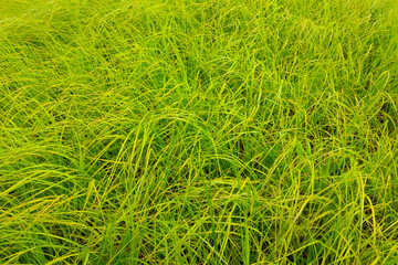 Texture of young green grass, background, herb