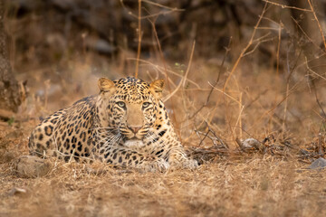 Indian wild male leopard or panther fixing his gaze during outdoor jungle safari at forest of rajasthan india - panthera pardus fusca