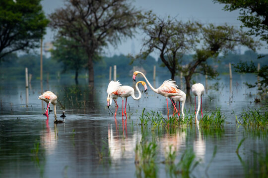 nature scenery or natural painting by Greater flamingo flock or flamingos family during winter migration at Keoladeo National Park or Bharatpur bird sanctuary rajasthan india - Phoenicopterus roseus