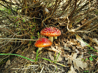 wild mushrooms amanita in Spain
