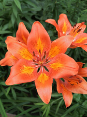 orange tiger lily