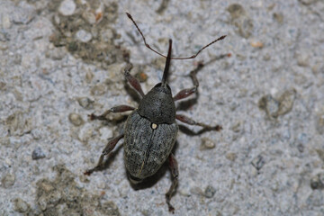 curculio glandium insect macro photo