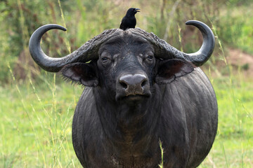 Closeup of a raven perched on an African Buffalo in the Murchison Falls National Park, Uganda