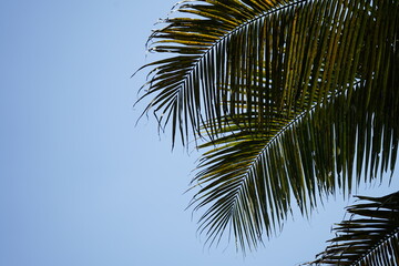 Fototapeta premium Coconut tree leaves