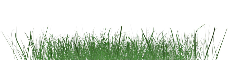 Green grass growth isolated on white background.