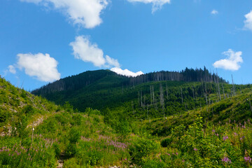Beautiful picturesque view of the green mountains on a sunny day.