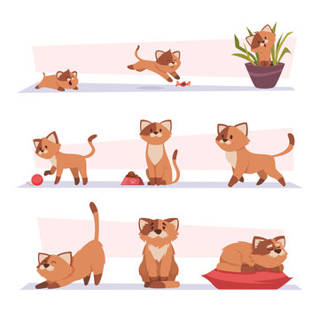 Growth Cat. Kitten Playing Pets Stages Growing Domestic Animal Exact Vector Cartoon Characters