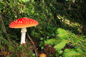 One poisonous mushroom growing in green forest