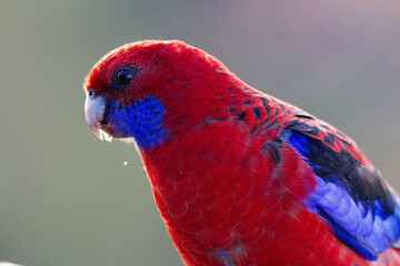 Eating Rosella