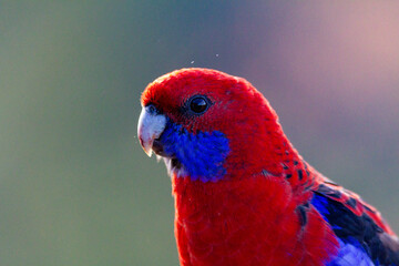 Staring Rosella