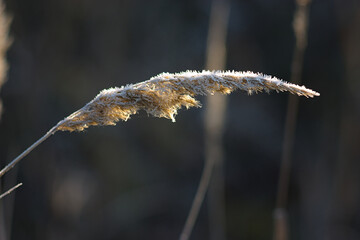a plant covered in frost on an autumn morning