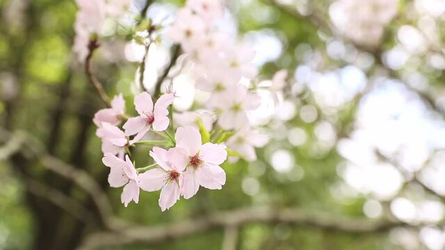 Plum, cherry or apple tree in blossom, spring time, new season beginning. 